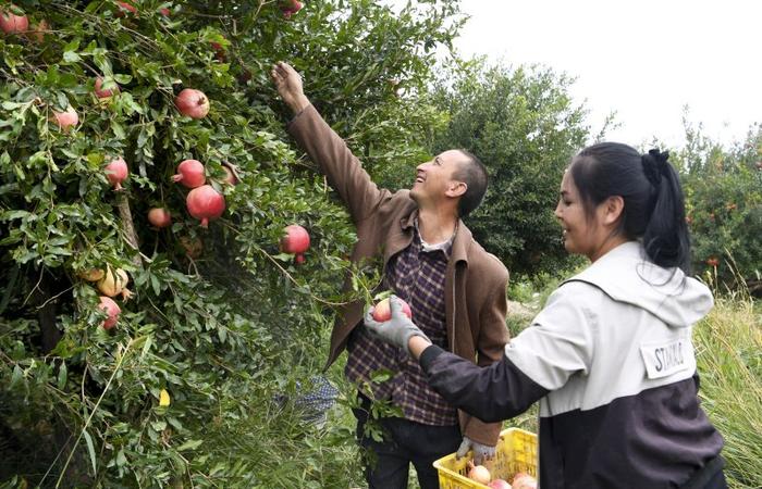 今年采收季,皮山县皮亚勒玛乡农户在采摘石榴皮山县融媒体中心供图