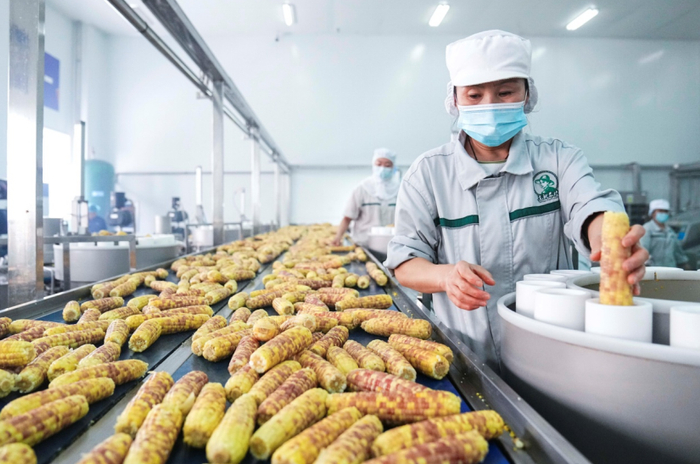 工人在吉林省农嫂食品有限公司生产车间内加工鲜食玉米.