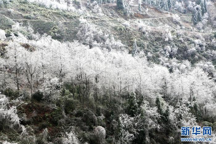 降雪後,雲南省昭通市大關縣筆架山銀裝素裹(12月18日攝).