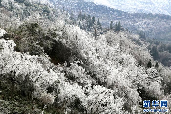 降雪後的雲南省昭通市大關縣筆架山,樹木披上