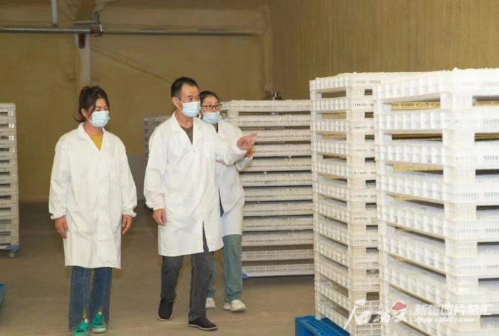 在柯坪县玉尔其乡一间蚕房内，浙江省湖州桑田蚕业有限公司技术人员正在查看蚕茧状态。李梦琪摄