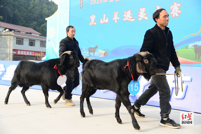 “名羊天下”选美大赛