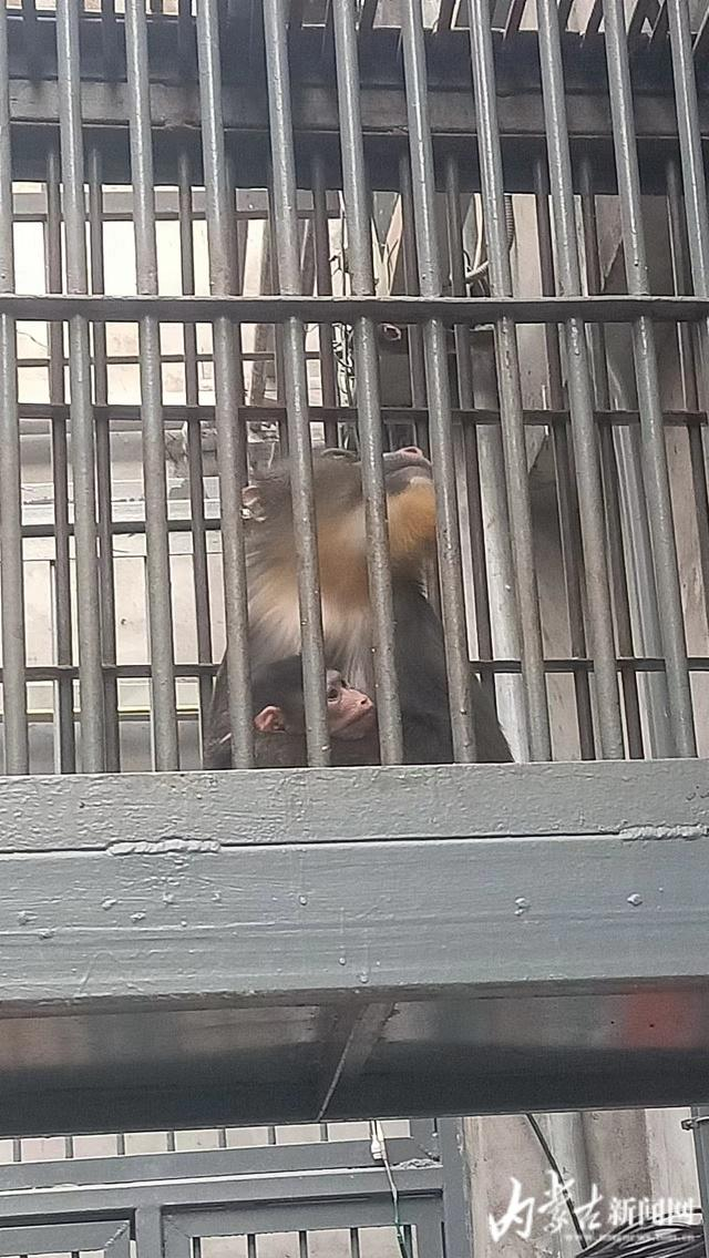 怀抱幼崽的山魈
