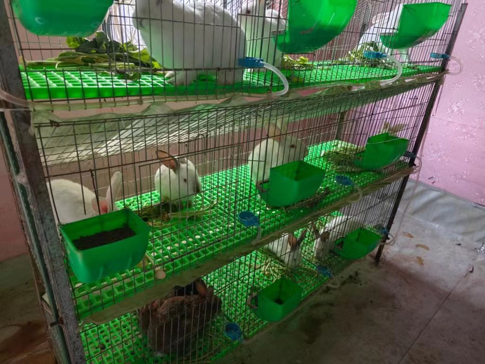 中和镇利用空闲宅基地养兔。职福利摄