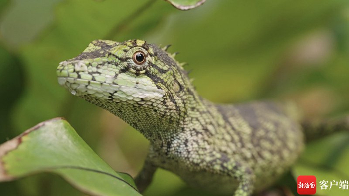 　　细鳞树蜥。拍摄组供图