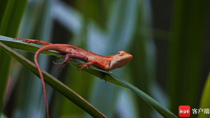 　　有“雷公马”之称的变色树蜥。拍摄组供图