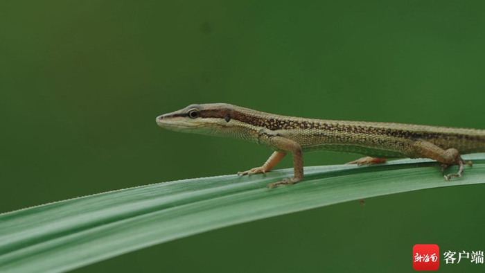 　　古氏草蜥。拍摄组供图