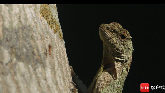 　　斑飞蜥。拍摄组供图
