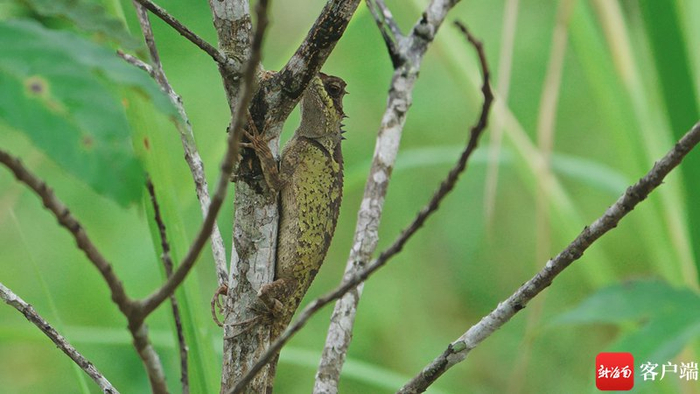 　　丽棘蜥。拍摄组供图
