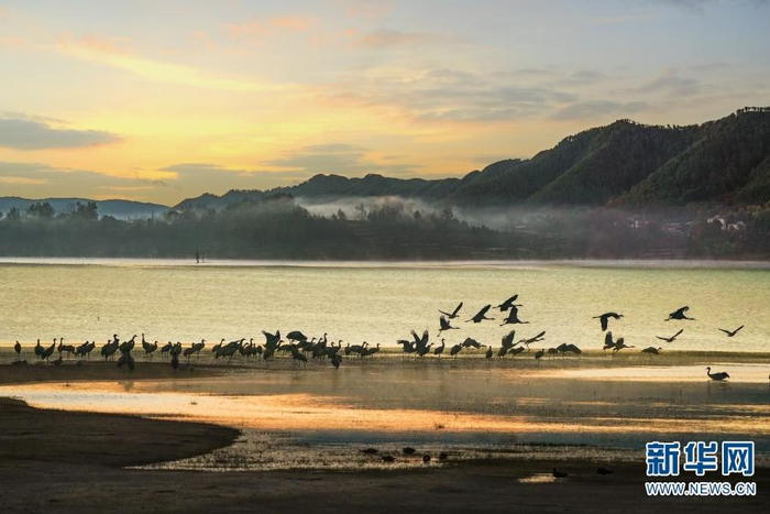 ▲黑颈鹤和其它候鸟在念湖湿地越冬（资料图） 图据新华网