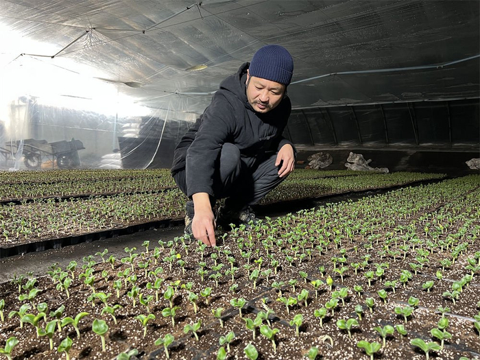 2023年12月15日，天津市静海区台头镇义和村种植大户郝建在照料西瓜秧苗。新华社记者 白佳丽 摄