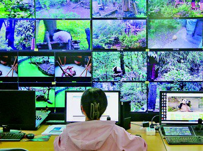     熊猫频道驻成都大熊猫繁育研究基地导播间。央视网熊猫频道供图