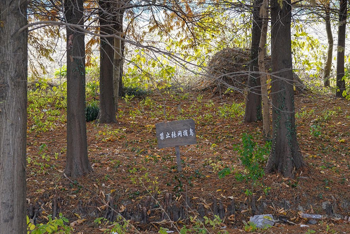 林地里插着“禁止张网捕鸟”的牌子。 澎湃新闻记者 陈悦 图