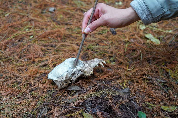 在车墩镇开放休闲林地，周颖琪发现了疑似狗的头盖骨。澎湃新闻记者 陈悦 图