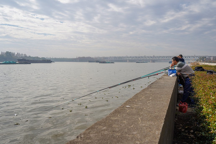 钓鱼人在黄浦江边钓鱼。澎湃新闻记者 陈悦 图