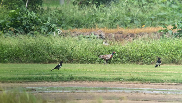雉鸡（中间）和喜鹊走过田野。 周颖琪 图