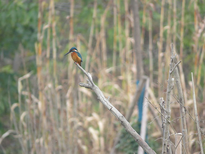 翠鸟  周颖琪 图