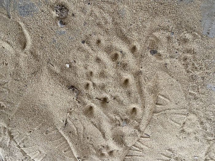 沙子小洞下面曾经藏着蚁狮。 澎湃新闻记者 陈悦 摄