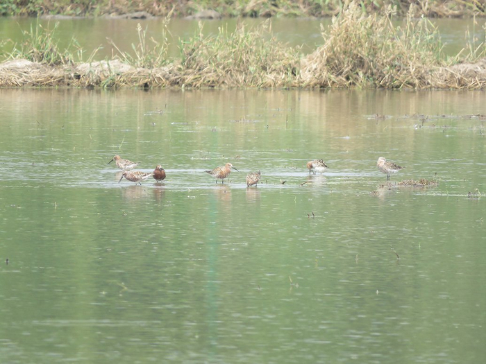 弯嘴滨鹬在鱼塘“吃饭”。 周颖琪 图