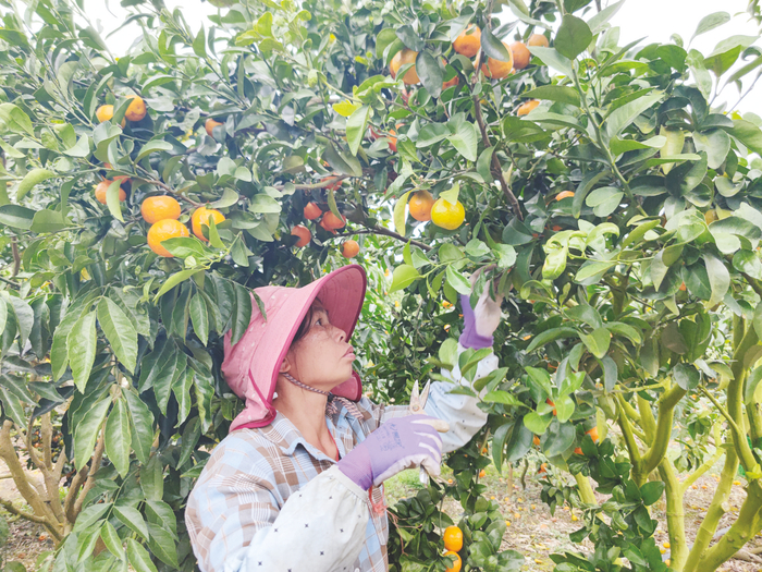     ▲果农正在采摘砂糖桔