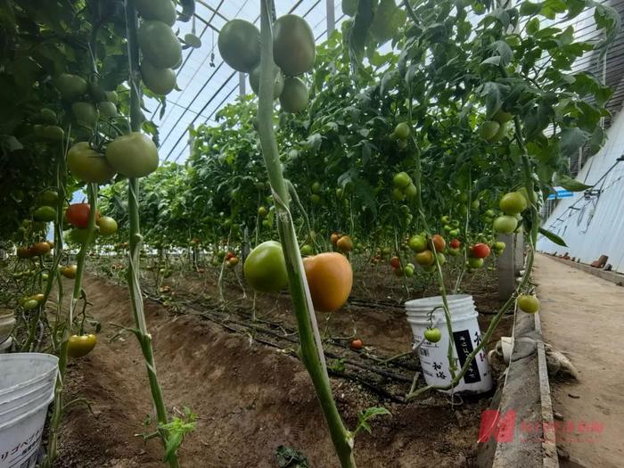  种植西红柿的蔬菜大棚 图片来源：每经记者 彭斐 摄
