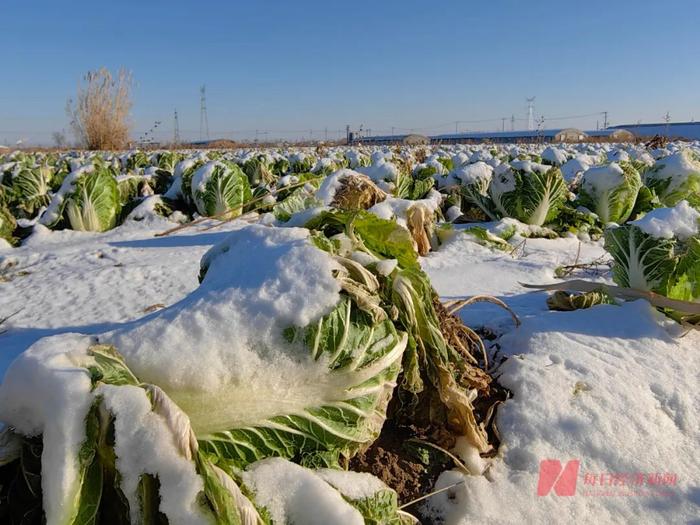 被大雪覆盖的大白菜 图片来源：每经记者 彭斐 摄