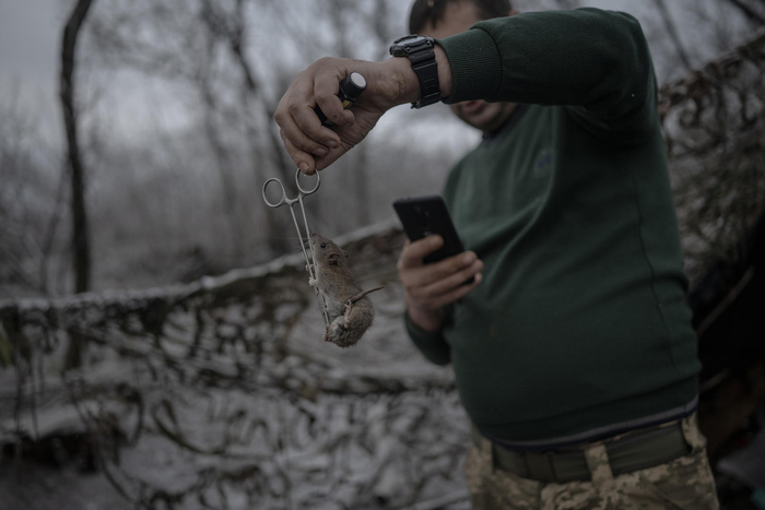 ▲12月16日，顿涅茨克地区，一名军医拎起一只老鼠。图据视觉中国