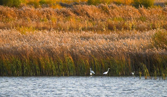 候鸟在小白河包头黄河国家湿地公园嬉戏