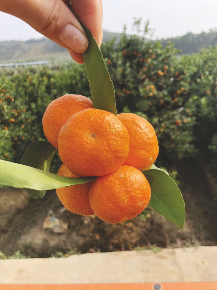 网友：又甜又好剥皮，谁能拒绝得了