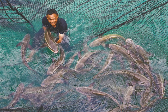 在乐东龙栖湾国家级现代智慧海洋牧场，渔民跳入渔网，抱起大鱼喜笑颜开。（资料图）