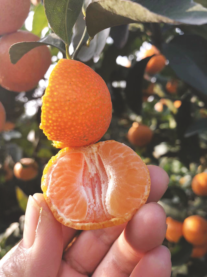     砂糖桔（网友木子供图）