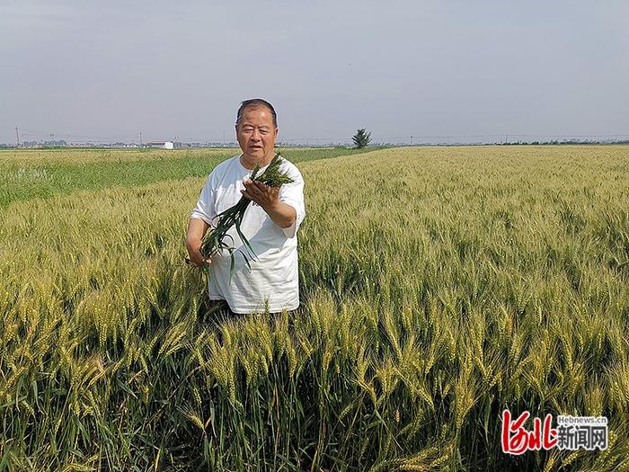 新聞縱深丨合力——河北鹽鹼地治理答卷(中)|滄州市|河北省_新浪新聞