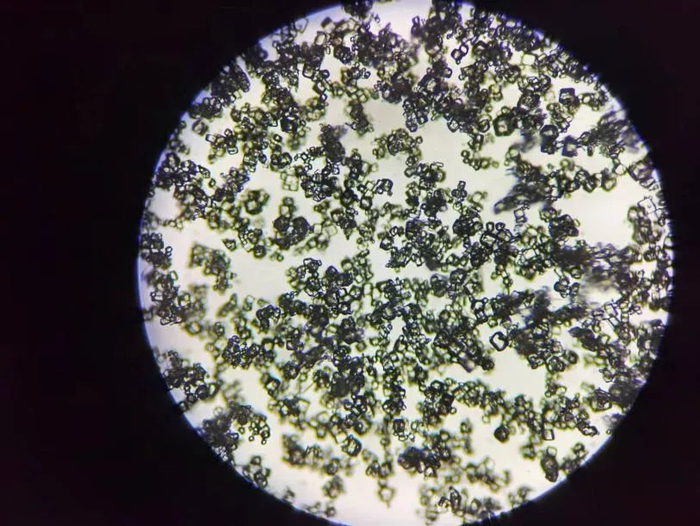 显微镜下的DPPE-1。受访者供图