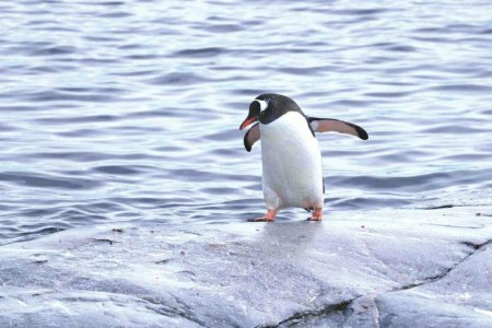 南极之行中看到的企鹅。涂庆博供图