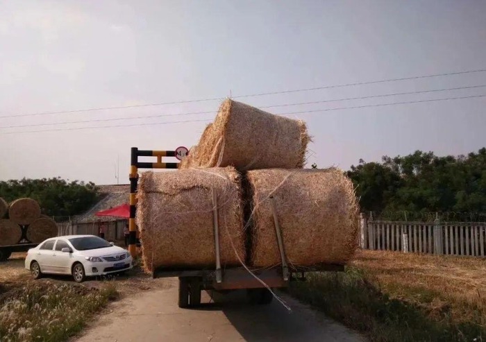 图：杨赞在收储秸秆