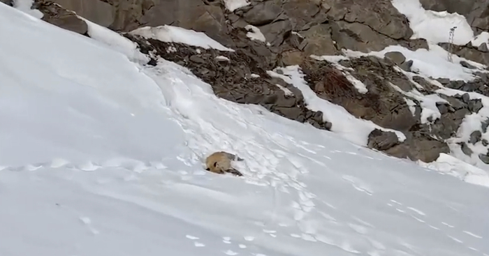 ▲游客发视频称喀纳斯网红小狐狸死亡 视频截图