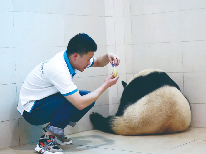 陈安发采集大熊猫初乳 （中国大熊猫保护研究中心供图）