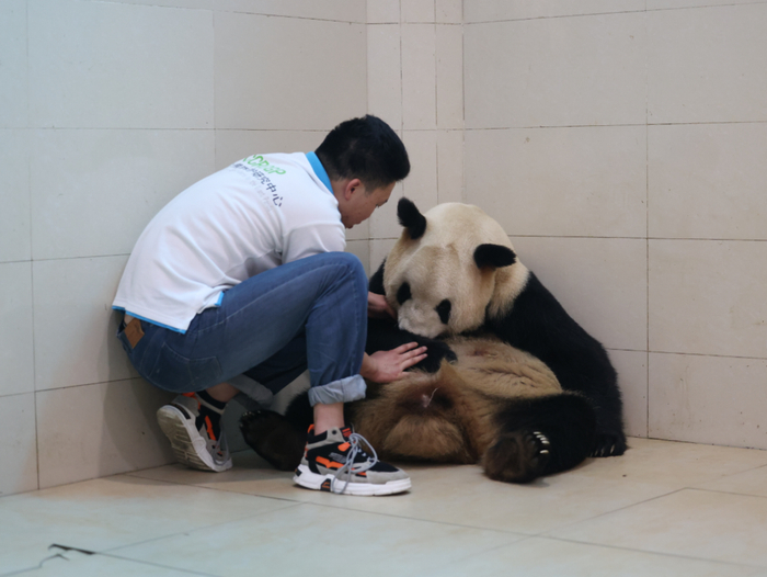 陈安发辅助母兽为初生幼崽哺乳（中国大熊猫保护研究中心供图）