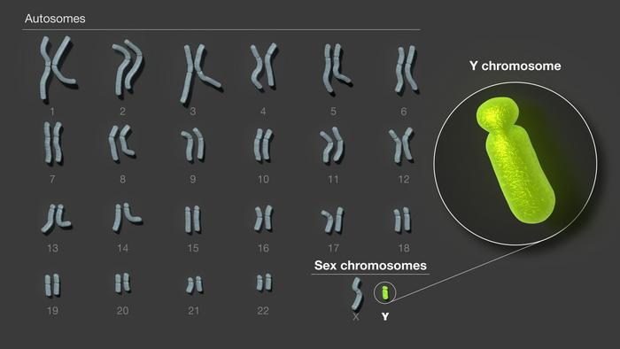 Y染色体是人类24条染色体中最后一个完成测序的。
