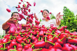 　　建行遵义支行支持地方辣椒龙头企业发展，助力遵义辣椒“辣”出幸福味。遵义图库供图 简垦 摄