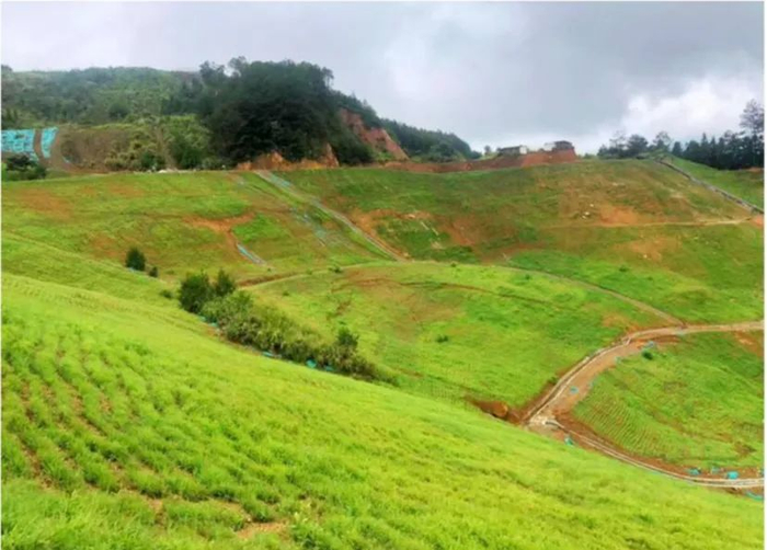 银锭钾矿区A标段开采铁矿岩造成土体裸露，采取生物措施治理前后对比照片