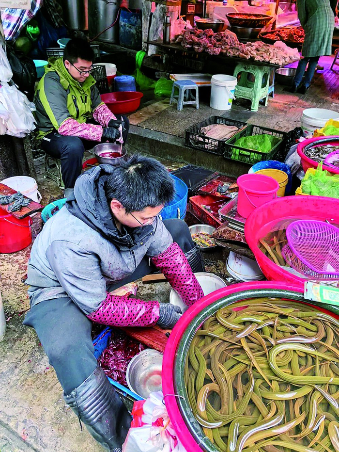     划黄鳝，这是个技术活。