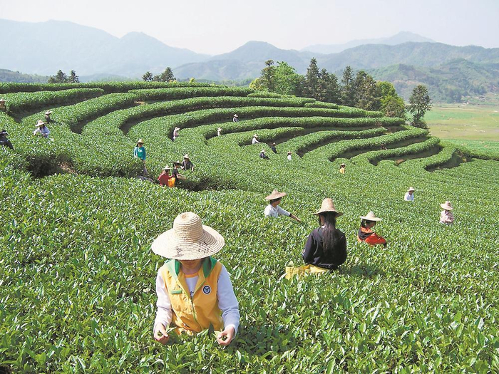 东平凤头茶园 徐庭盛 摄