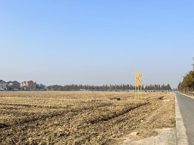 罗泾镇正探索“无人农场”模式。 吴越 摄