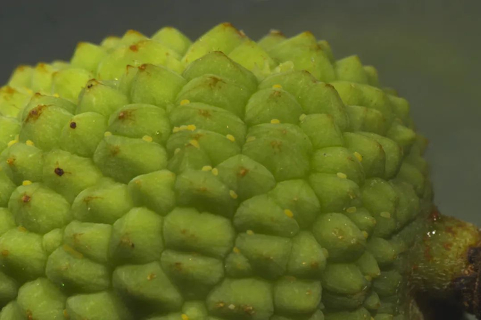 附着在荔枝果实表皮的蛀蒂虫卵。