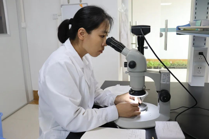 科研人员正在对蛀蒂虫进行生物学研究。