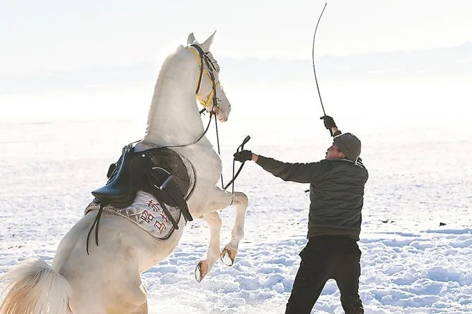 昭苏县天马文化产业园里，工作人员在进行世界名马展示。万程鹏 摄