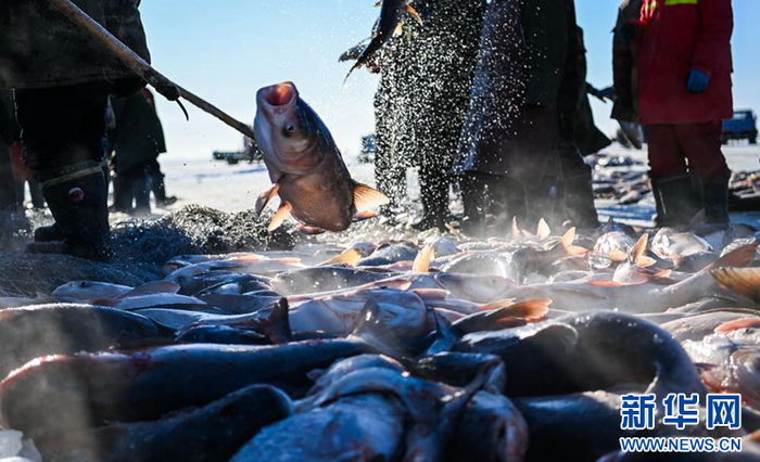 一网出水30万斤!全年封冻130天,查干湖冬捕:真...