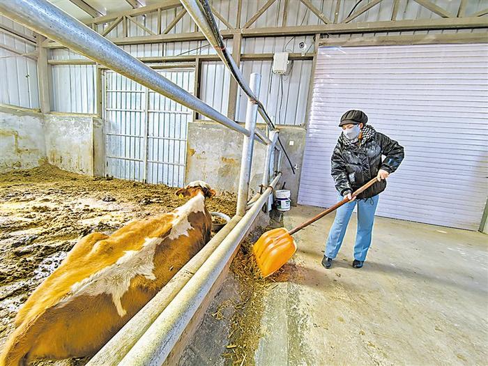 母全贵在富陵村养殖园区喂牛宁夏日报记者 乔素华 摄