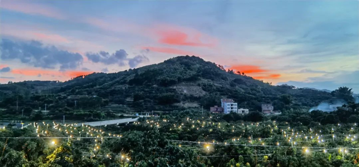 夜幕降临，钦北区新棠镇江厂荔枝专业合作社果园亮起点点灯光。